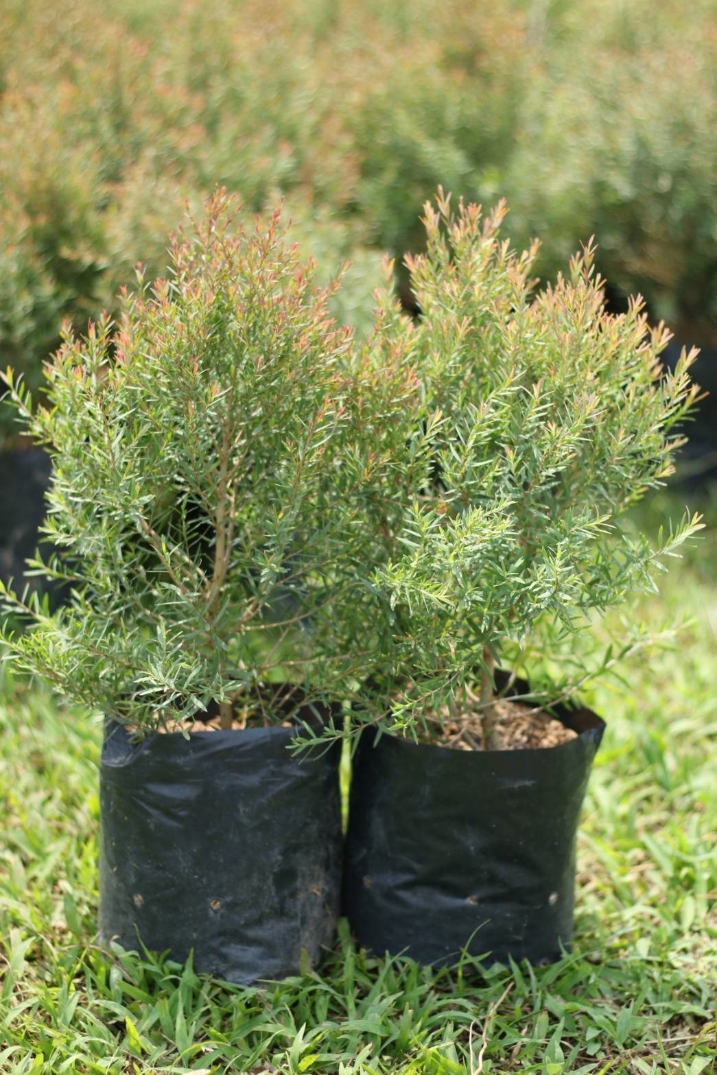 ต้นสนหอมไล่ยุง - Image 2