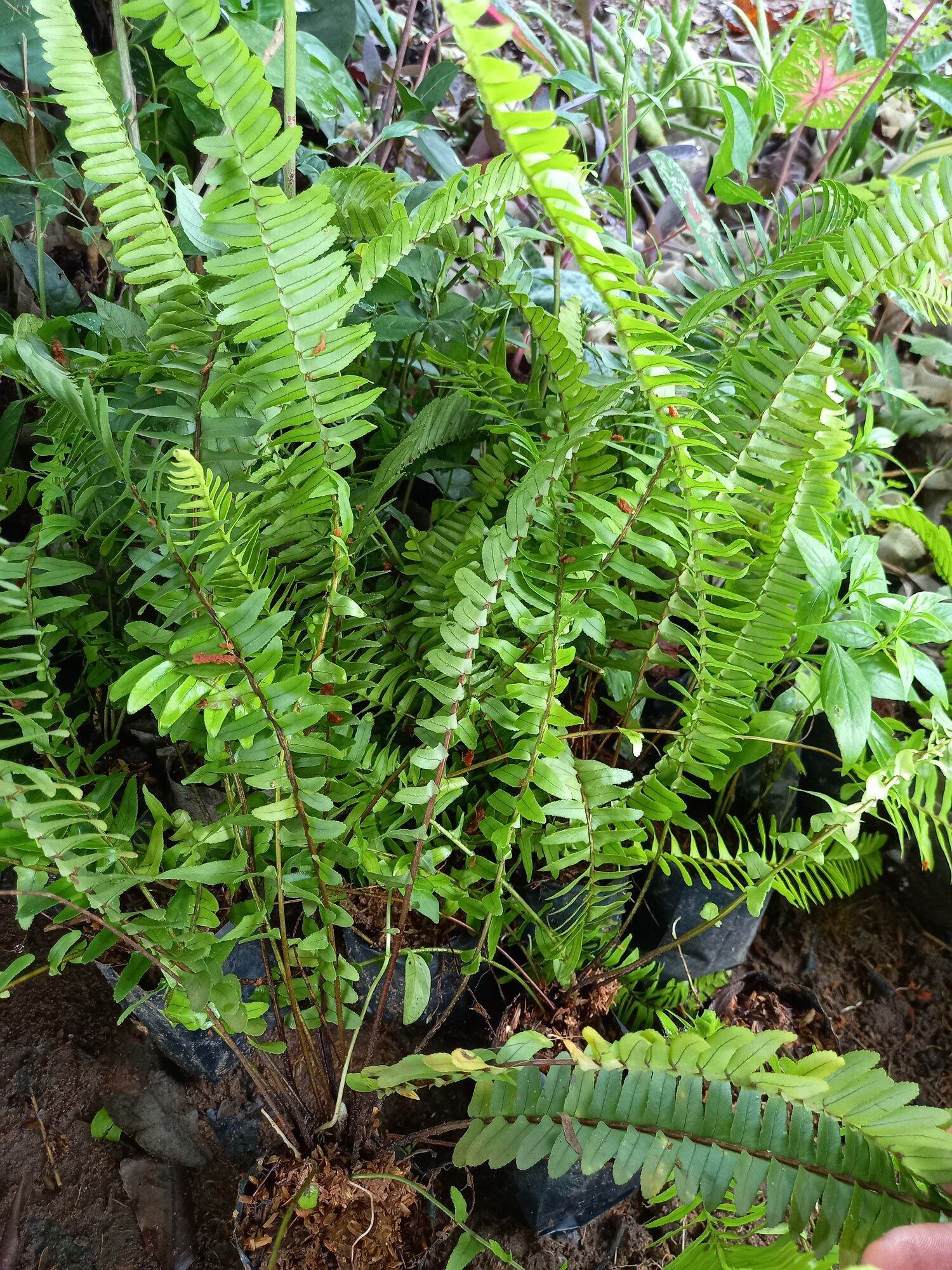 ต้นเฟิร์นใบมะขาม - Image 2