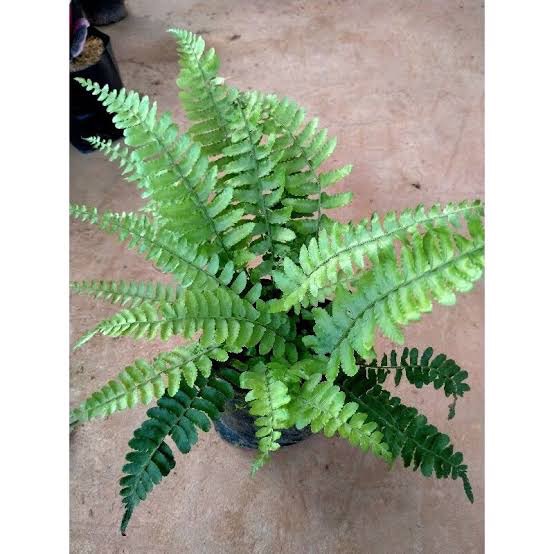ต้นเฟิร์นใบมะขาม - Image 3
