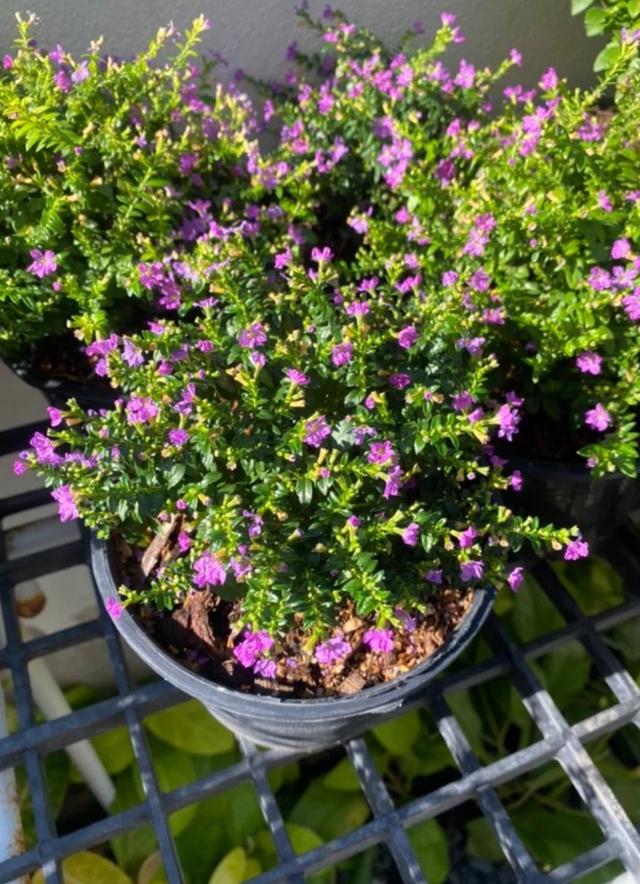 ต้นหลิวแคระไต้หวัน - Image 2