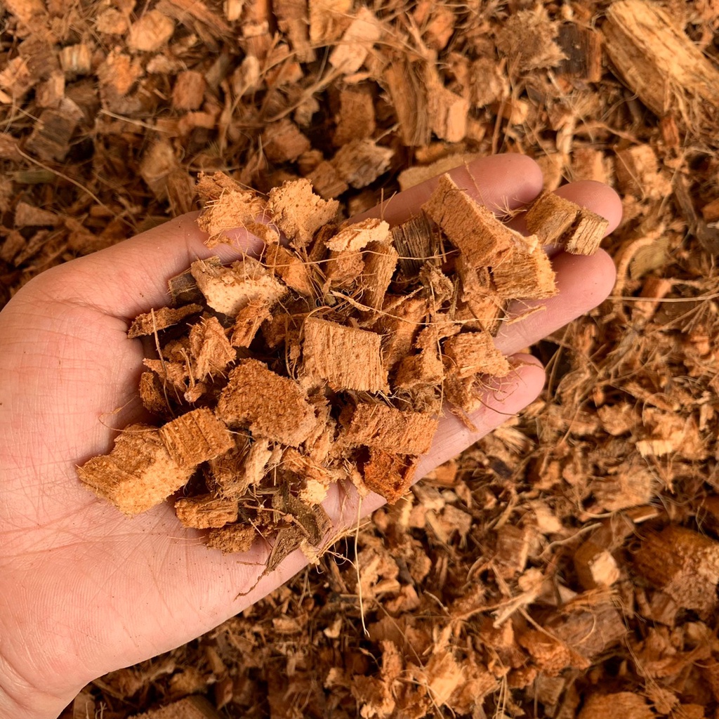 มะพร้าวสับใหญ่ - Image 2