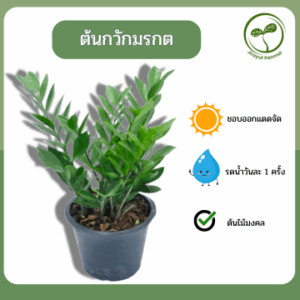 ต้นกวักมรกต