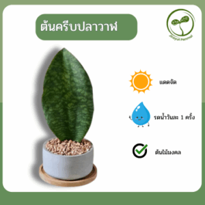 ต้นครีบปลาวาฬ ต้นครีบปลาวาฬ