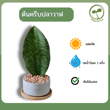 ต้นครีบปลาวาฬ