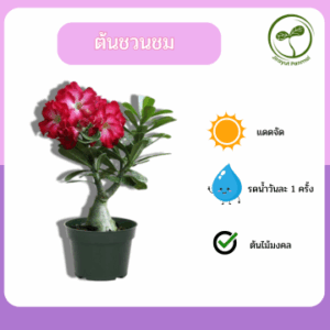 ต้นชวนชม