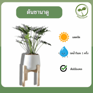 ต้นซานาดู ต้นซานาดู