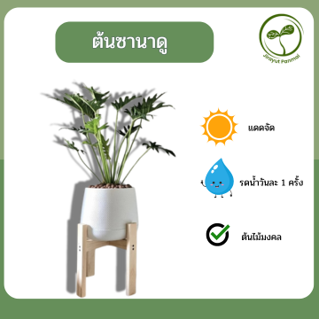 ต้นซานาดู