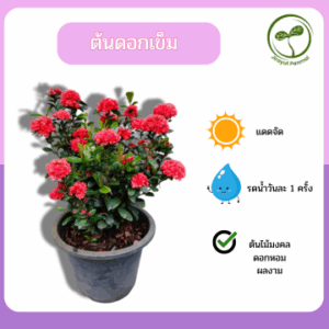 ต้นดอกเข็ม