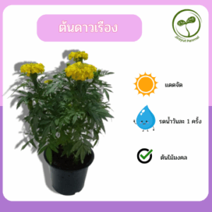 ต้นดาวเรือง Marigold