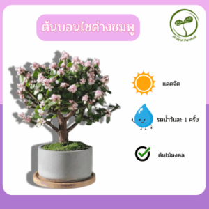 ต้นบอนไซ ปะการังด่างชมพู