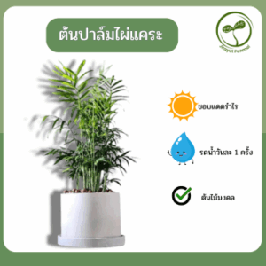 ต้นปาล์มไผ่แคระ ต้นปาล์มไผ่แคระ