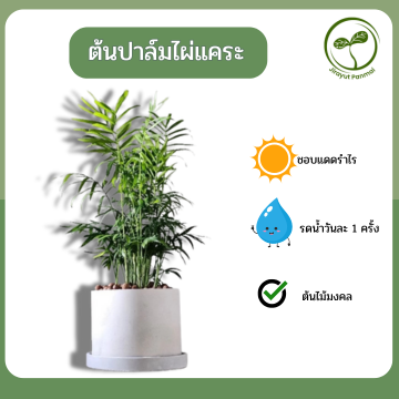 ต้นปาล์มไผ่แคระ