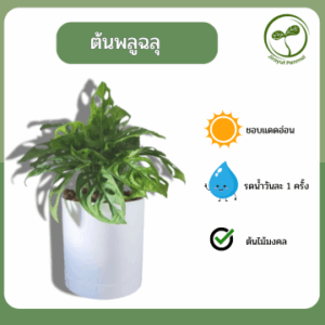 ต้นพลูฉลุ ต้นพลูฉลุ