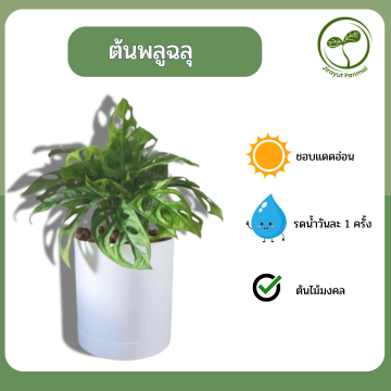 ต้นพลูฉลุ