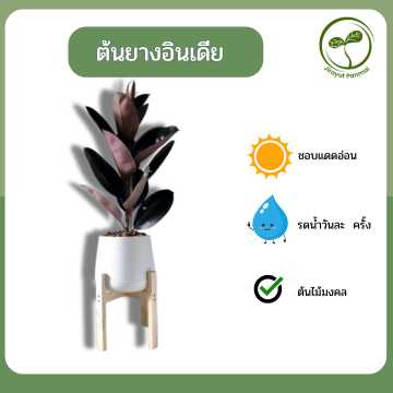 ต้นยางอินเดียดำ