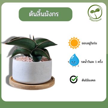 ต้นลิ้นมังกร ซามูไรแคระ