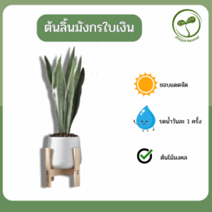 ต้นลิ้นมังกรใบเงิน