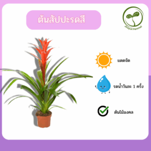 ต้นสัปปะรดสี