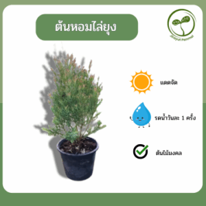 ต้นสนหอมไล่ยุง