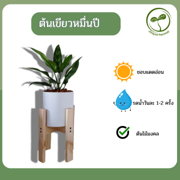 ต้นเขียวหมื่นปี