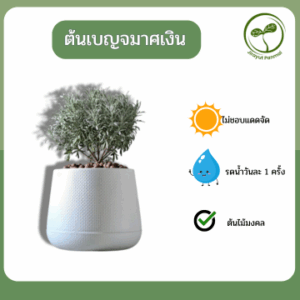 ต้นเบญจมาศเงิน