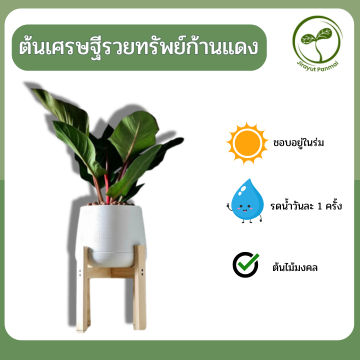 ต้นเศรษฐีรวยทรัพย์ก้านแดง