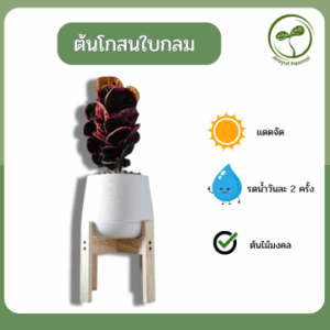 ต้นโกสนใบกลม