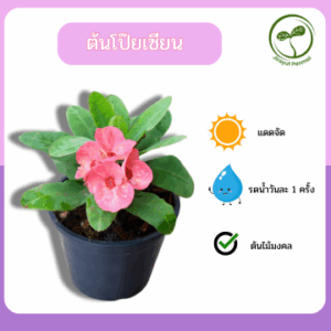 ต้นโป๊ยเซียน