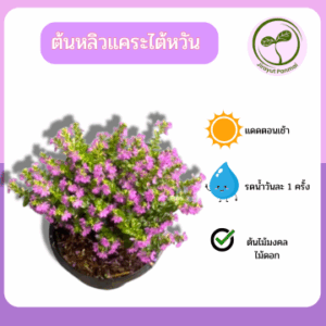 ต้นหลิวแคระไต้หวัน