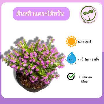 ต้นหลิวแคระไต้หวัน