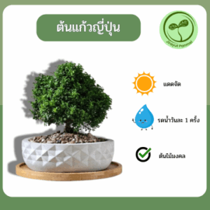 ต้นแก้วญี่ปุ่นแคระ