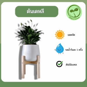 ต้นเดหลี