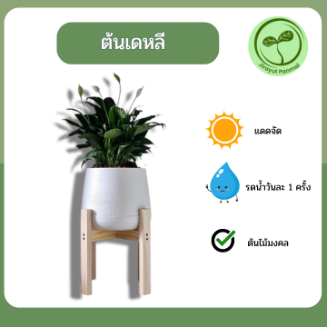 ต้นเดหลี