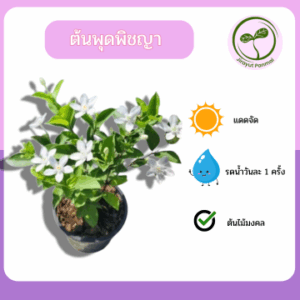 ต้นพุดพิชญา