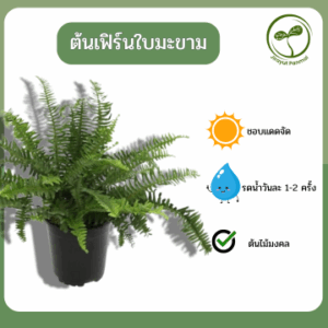 ต้นเฟิร์นใบมะขาม