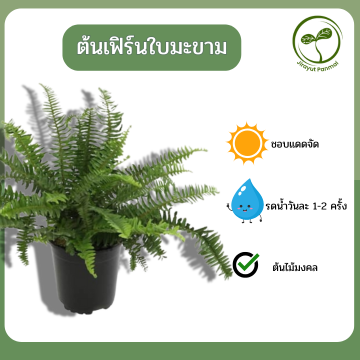 ต้นเฟิร์นใบมะขาม