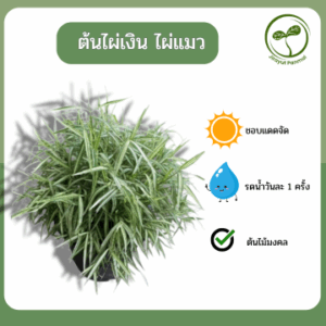 ต้นไผ่เงิน ไผ่แมว