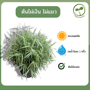 ต้นไผ่เงิน ไผ่แมว